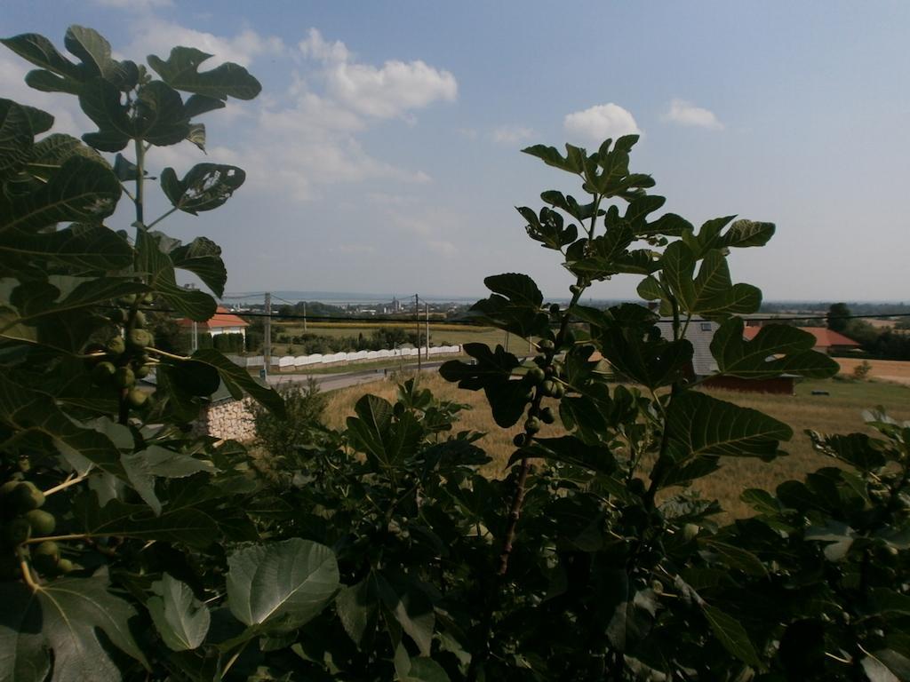 Feher Rozsa Apartman Cserszegtomaj Rum bild